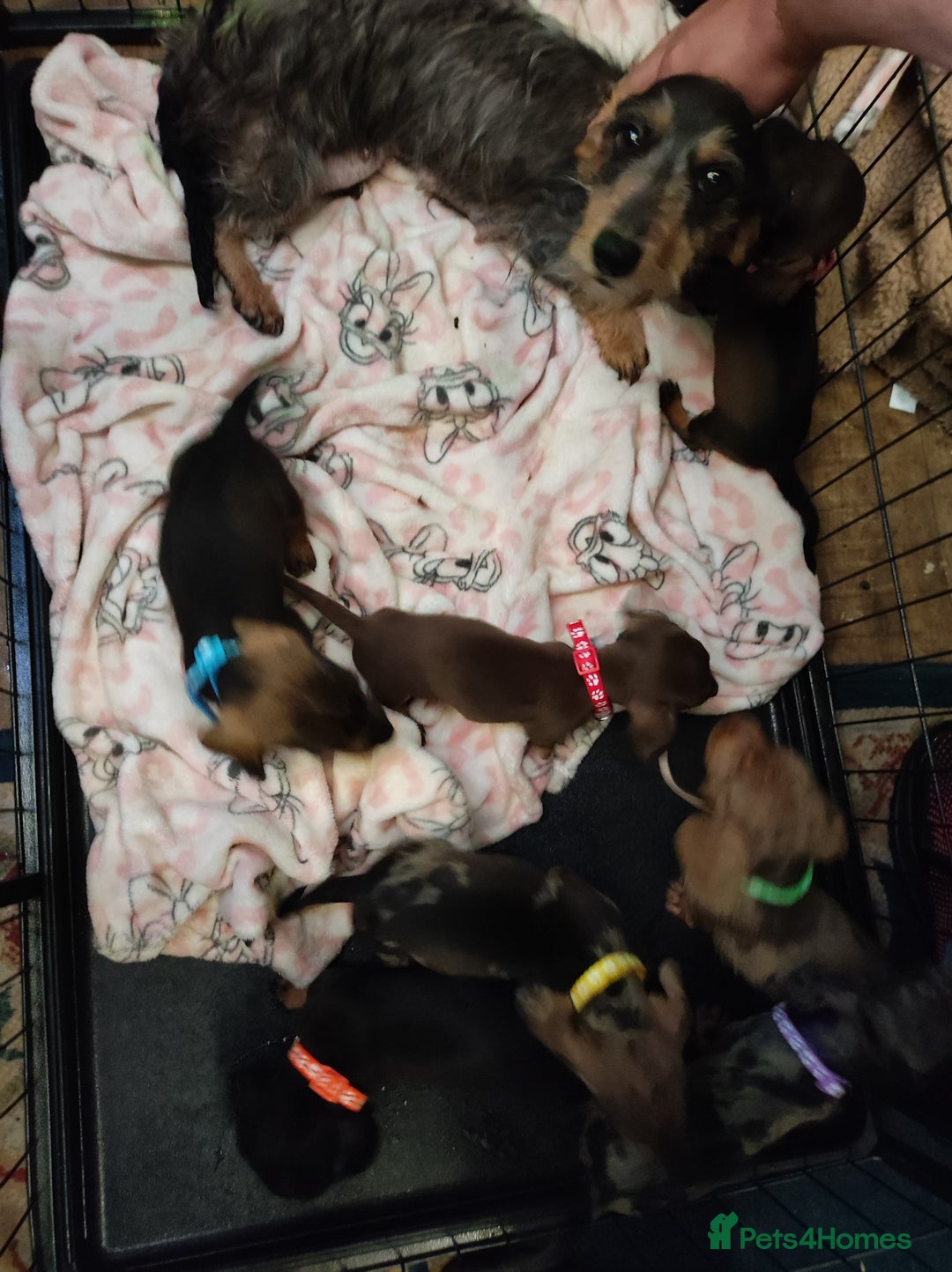 Dachshund dogs for sale: Miniature dachshund puppies - Image 6
