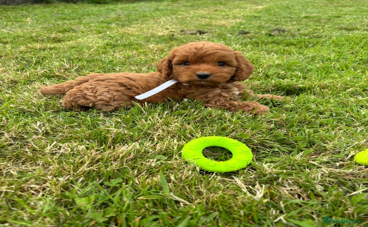 Cockapoo dogs - Advert 6