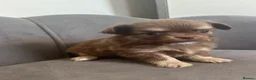 Chihuahua dogs for sale: KC Reg Chihuahua Pups - Advert 8