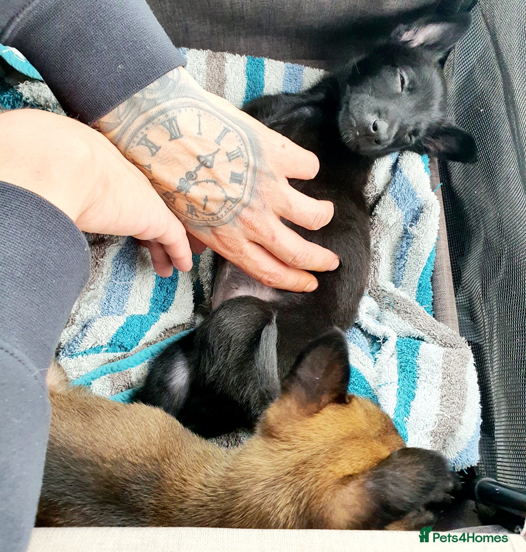 Belgian Shepherd Dog dogs for sale: Female belgian malinois  - Image 4