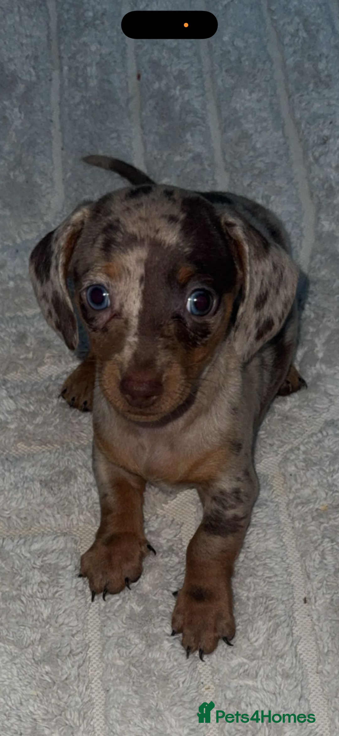 Dachshund dogs for sale: True miniature chocolate and tan dachshund - Advert 5