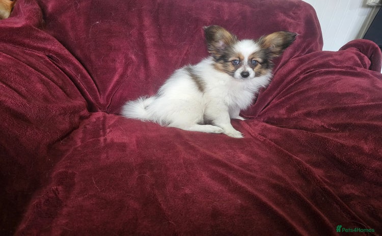 Papillon dogs - Advert 1