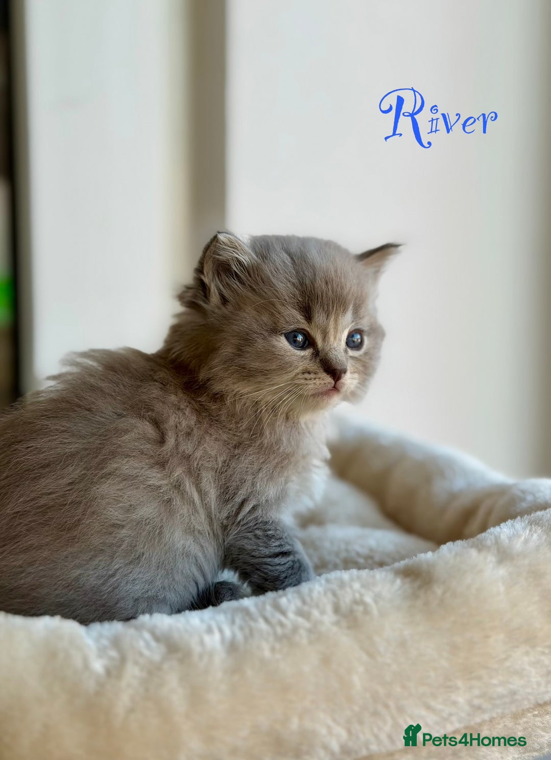 Ragdoll cats for sale: TICA registered cherubim kittens - Advert 9