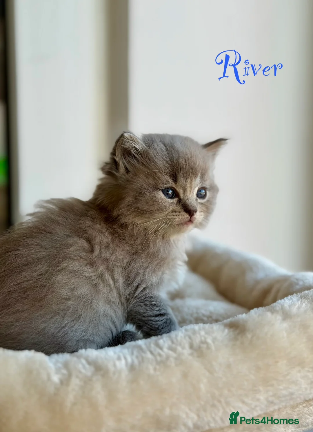 Ragdoll cats for sale: TICA registered cherubim kittens - Advert 9