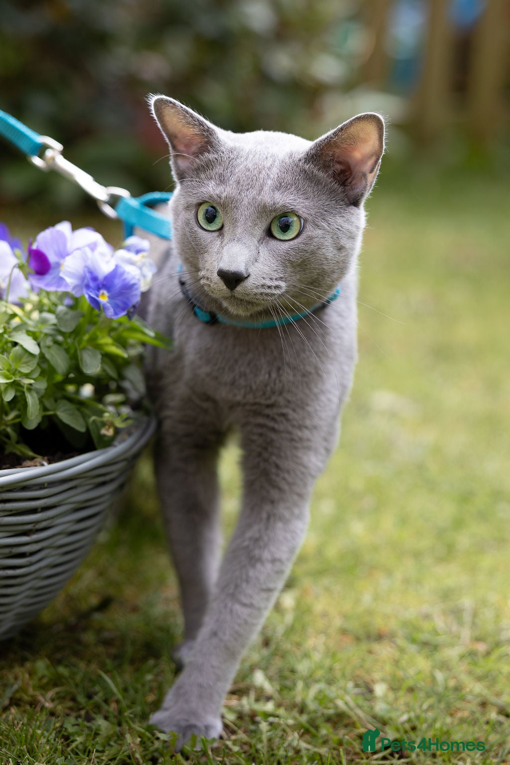 Russian Blue cats Russian blue for stud  in Burton-on-Trent - Advert 1