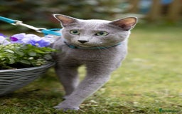 Russian Blue cats for stud: Russian blue for stud  in Burton-on-Trent - Image 1