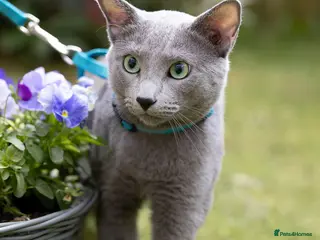 Russian Blue cats Russian blue for stud in Burton-on-Trent - Advert 17