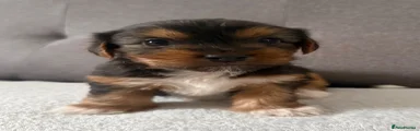 Yorkshire Terrier 3