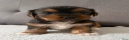 Yorkshire Terrier dogs for sale: Yorkshire Terrier  - Advert 7