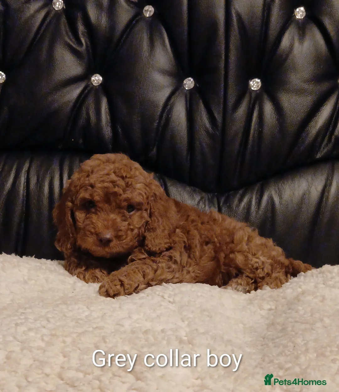 Cockapoo dogs for sale: 8 Beautiful Cockapoo Puppies  4 Boys & 4 Girls - Advert 16