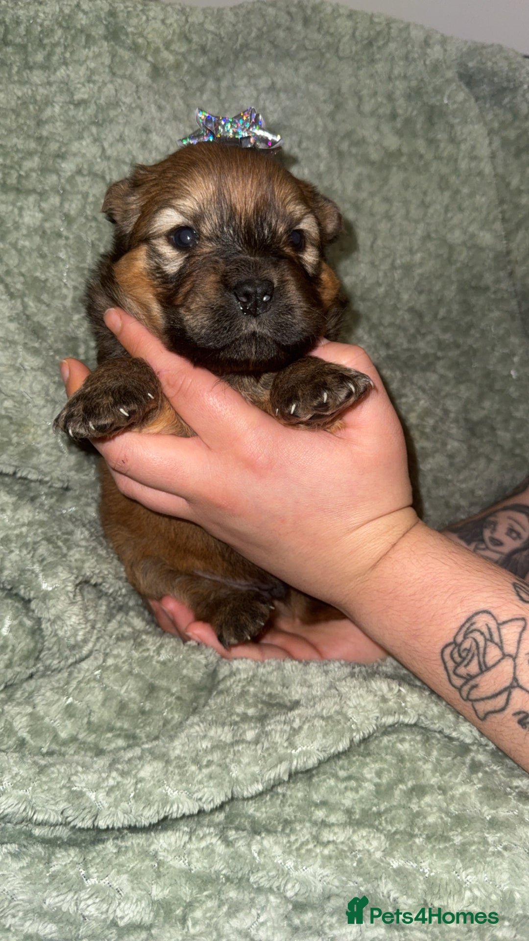 Chow Chow dogs for sale: Chow chow puppies  - Advert 14