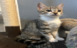 British Shorthair cats for sale: One female kitten for sale - Advert 12