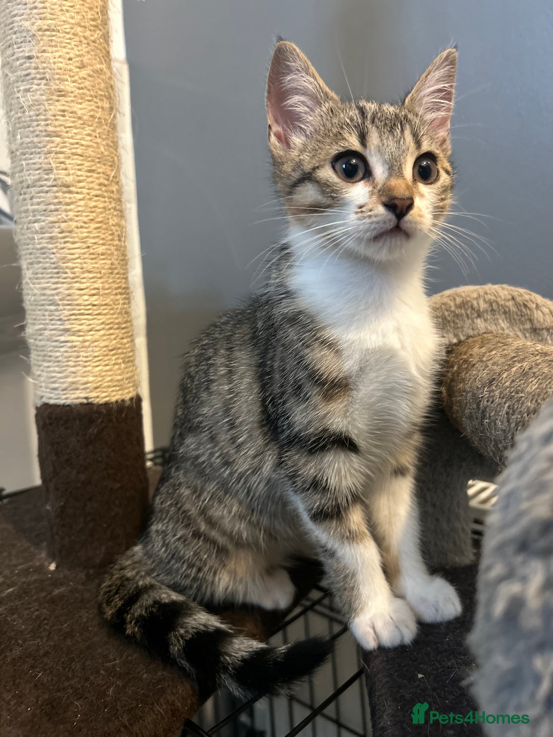 British Shorthair cats for sale: One female kitten for sale - Advert 12