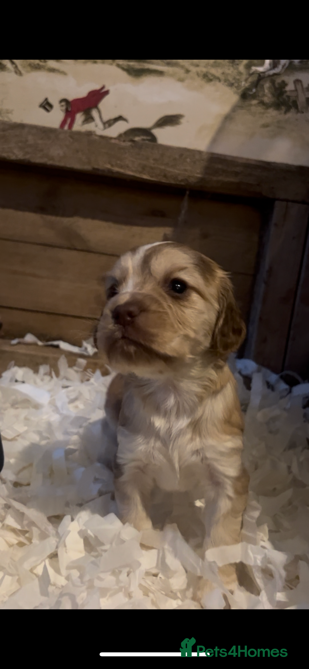 Cocker Spaniel dogs for sale: Cocker spaniel puppies for sale.  - Image 17