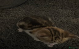 Mixed Breed cats for sale: 2 female calico kittens - Image 5