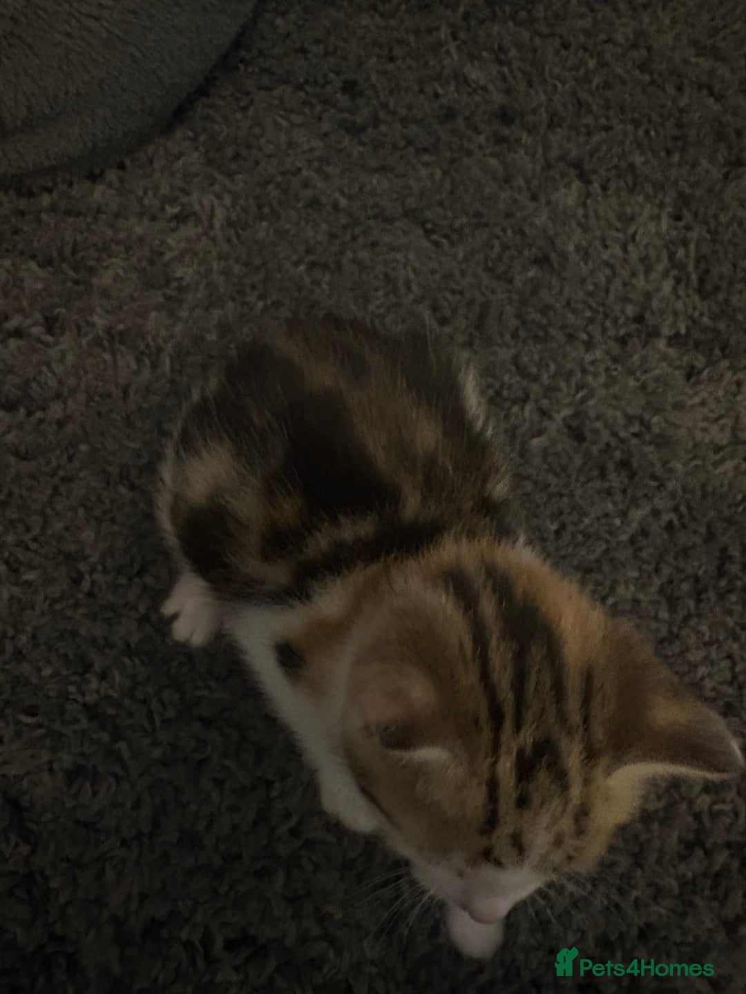 Mixed Breed cats for sale: 2 female calico kittens - Image 5