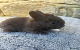 Netherland Dwarf rabbits for sale: 5 Sweet Netherland Dwarf bunnies  - Image 2