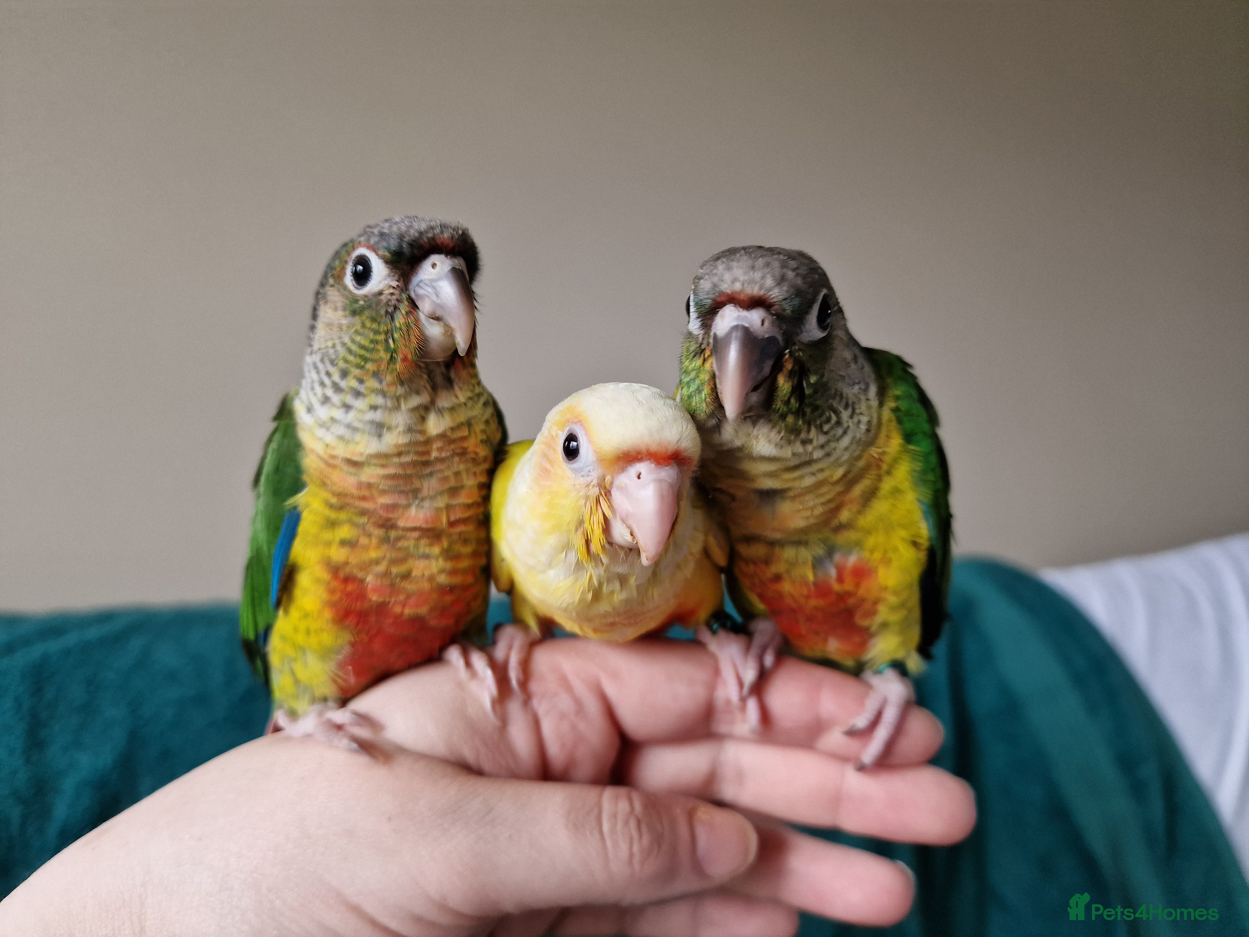 Conures birds Beautiful fully hand reared conure baby's  - Advert 3