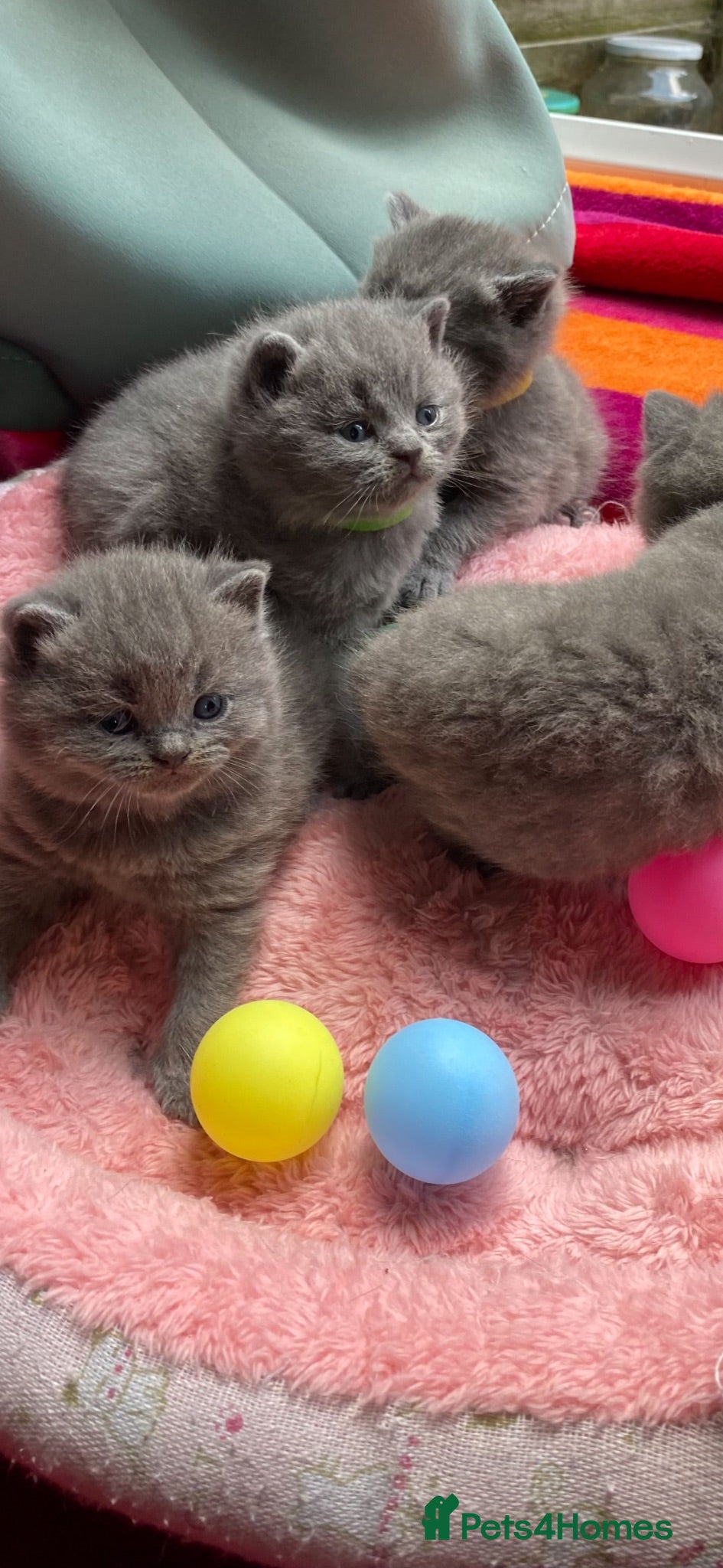 British Shorthair cats British Shorthair kittens to sell - Advert 1