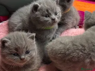 British Shorthair cats British Shorthair kittens to sell - Advert 1