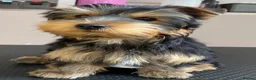 Yorkshire Terrier dogs for sale: KC Registered Yorkshire Terrier Puppies  - Advert 11