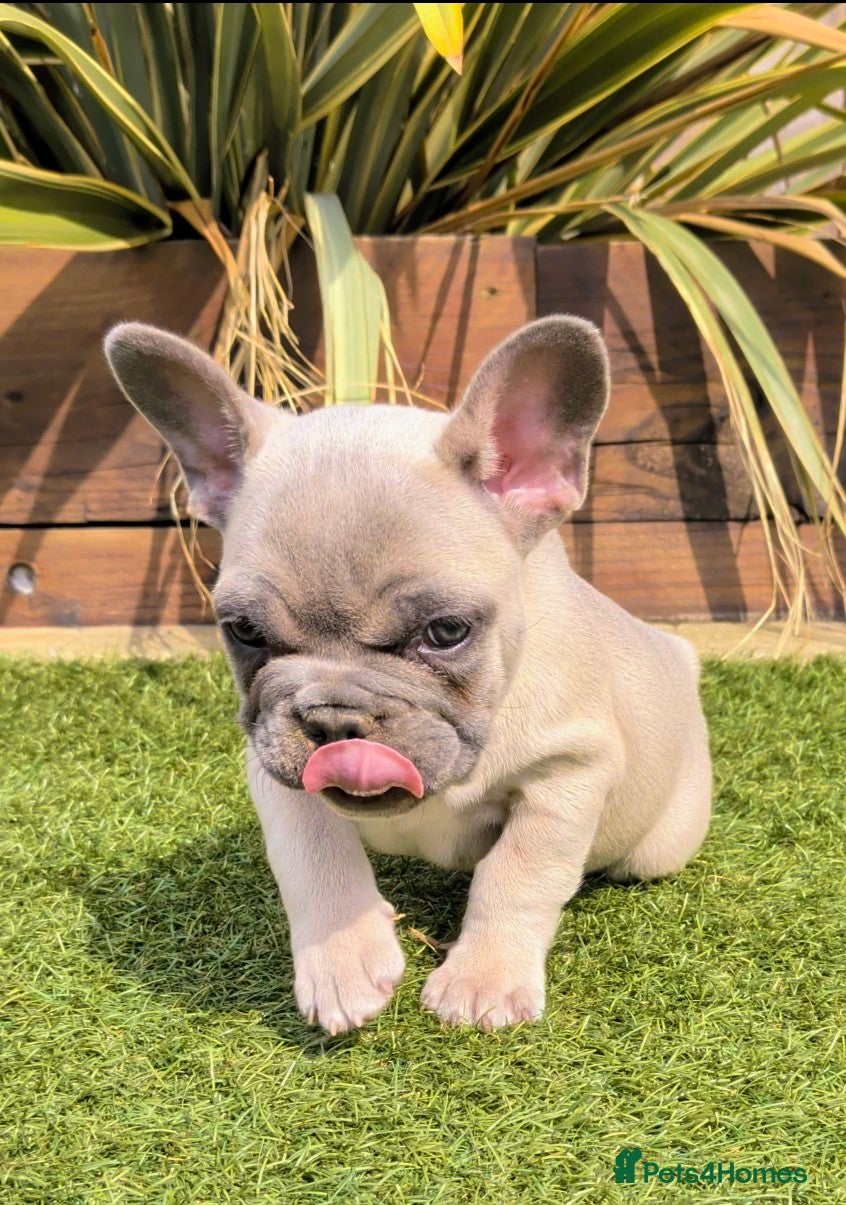 French Bulldog dogs French bulldog puppies Kennel Club registered  - Advert 2