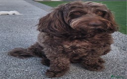 Sproodle dogs for sale: Gorgeous Chocolate Sproodle Puppies - Image 16