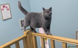 British Shorthair cats for sale: Active Gccf Female  - Image 9
