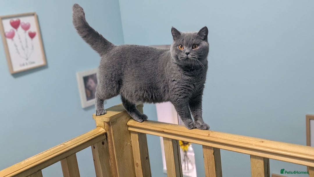 British Shorthair cats for sale: Active Gccf Female  - Image 9