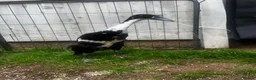 Mixed Breed poultry for sale: Runner Ducks and Bantams - Advert 2