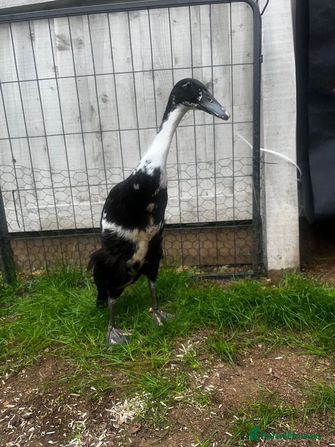 Mixed Breed poultry for sale: Runner Ducks and Bantams - Advert 2