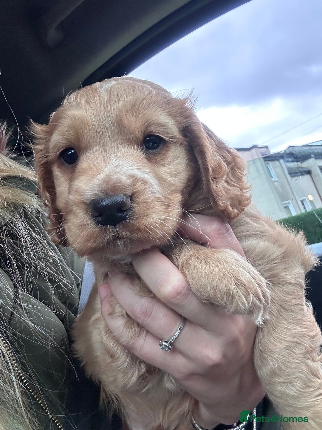Cocker Spaniel dogs for sale: 8 week old boy cocker spaniel pup - Image 1
