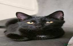 Mixed Breed cats for sale: Ragdoll cross male kitten - Image 1