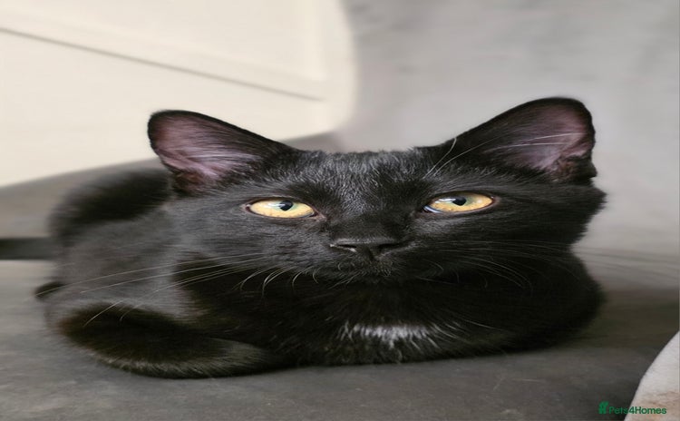 Mixed Breed cats - Advert 5