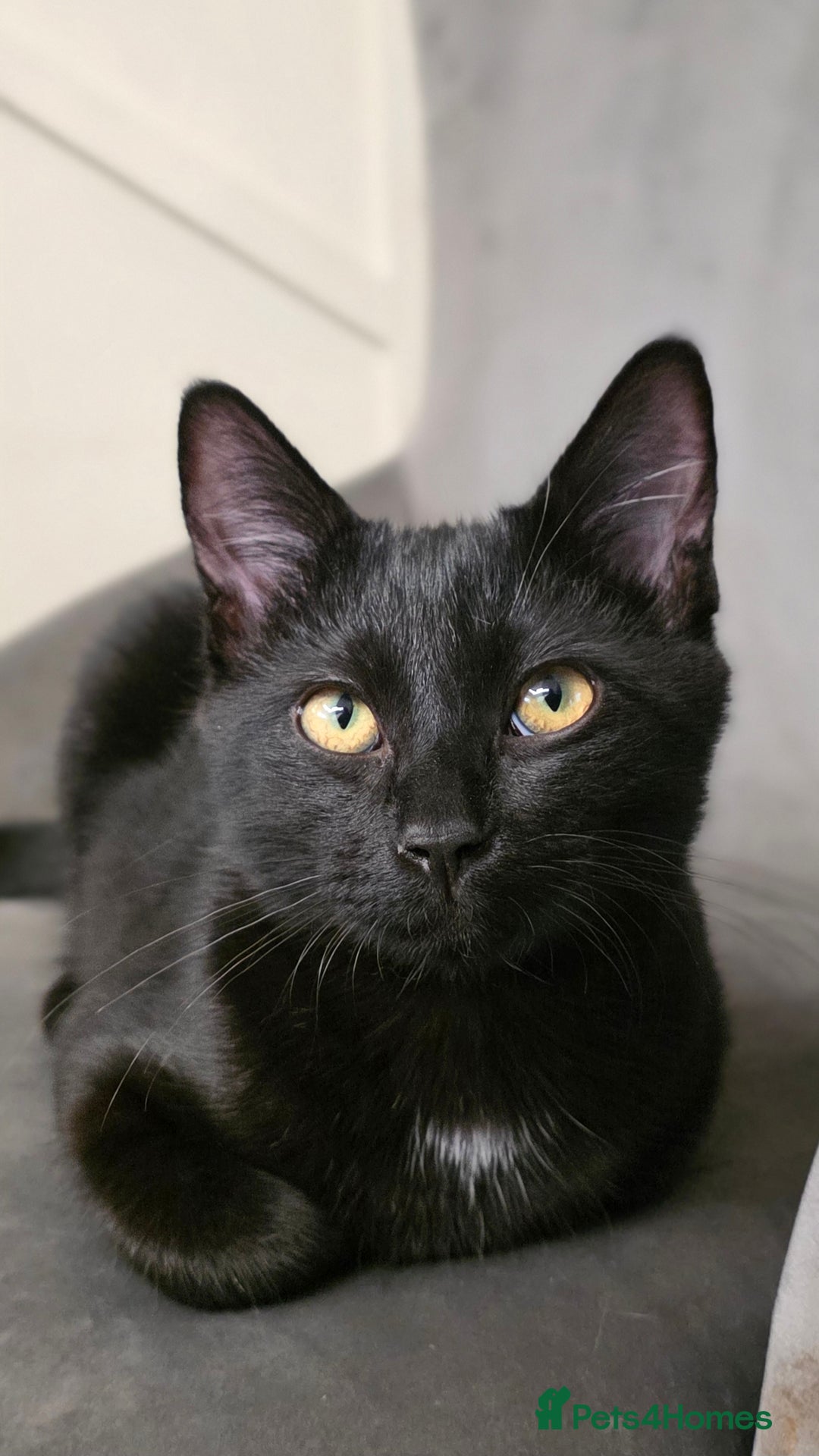 Mixed Breed cats for sale: Ragdoll cross male kitten - Image 1