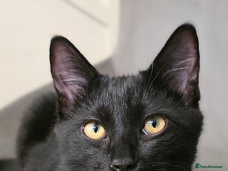 Mixed Breed cats - Advert 3