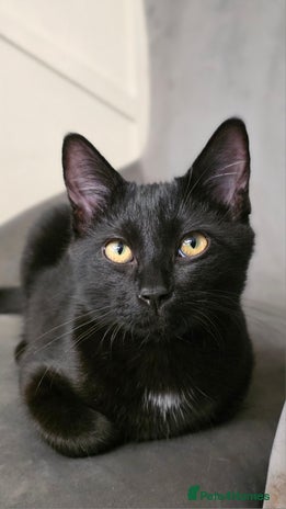 Mixed Breed cats - Advert 5