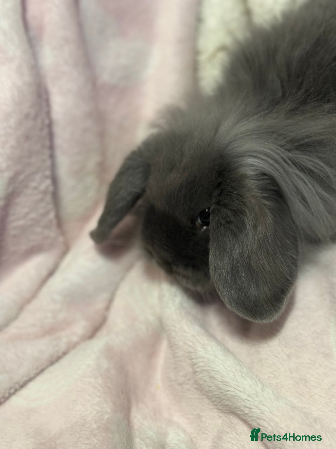 Mini Lop rabbits for sale: Grey female mini lop baby rabbit  - Advert 3