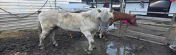 Highland horses for sale: Highland Yearling filly  - Advert 3