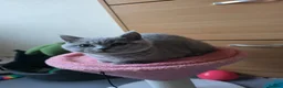 Scottish Fold cats for sale: Only 1 burgundy  boy left - Advert 4