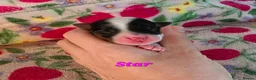 Yorkshire Terrier dogs for sale: 1 Girl Star 1 Boy Oakley  - Advert 9