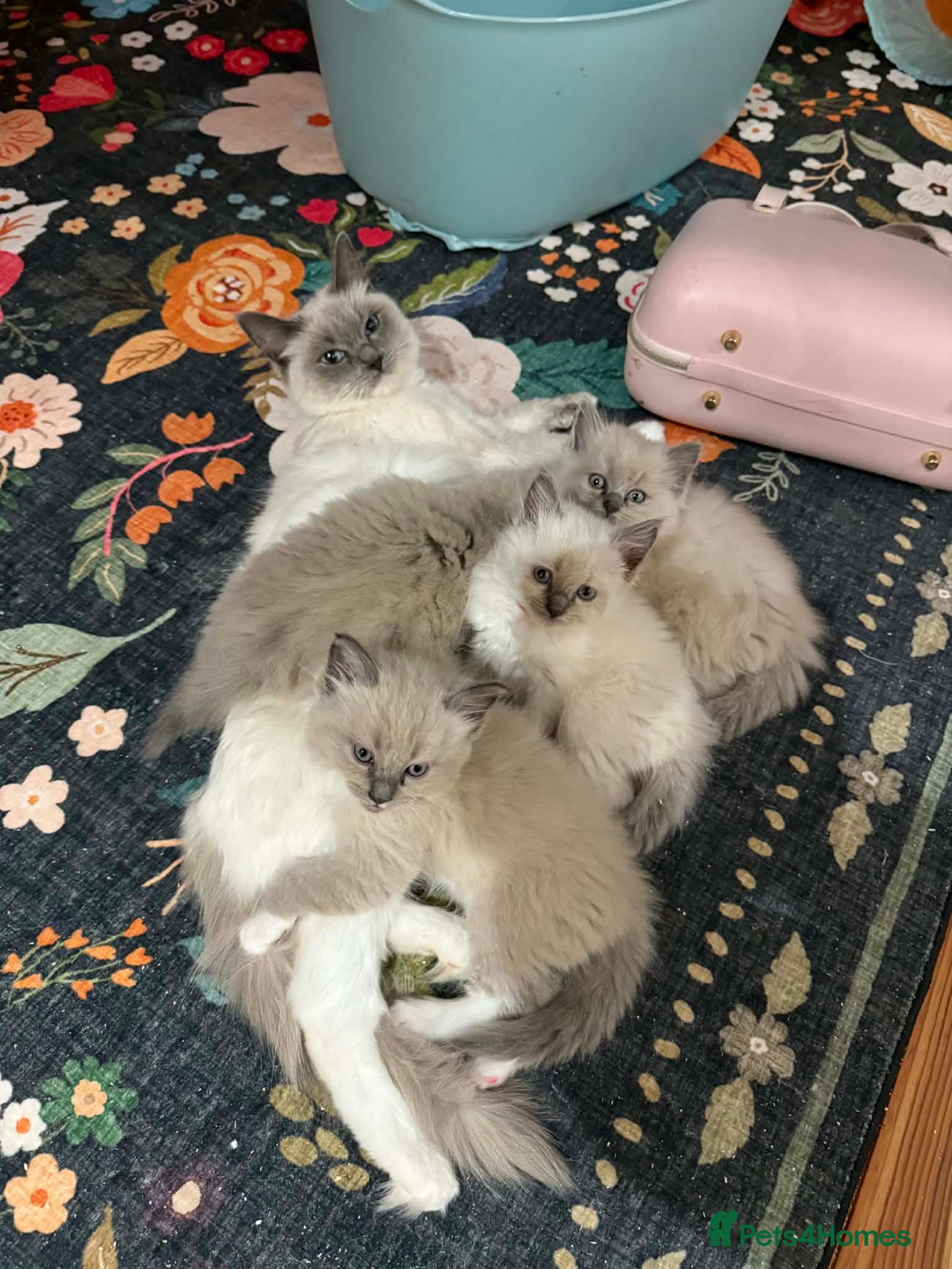 Ragdoll cats Ragdoll Kittens Rare colourings - Advert 17