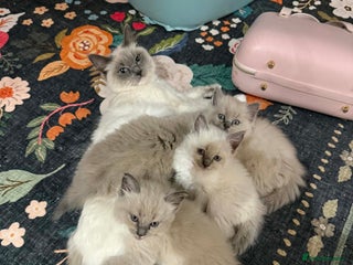 Ragdoll cats Ragdoll Kittens Rare colourings - Advert 17