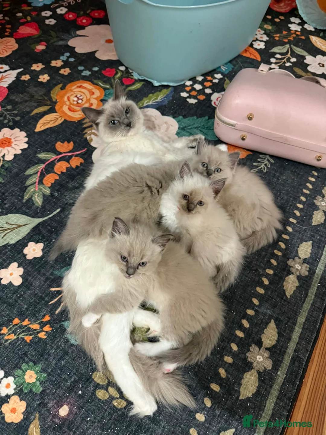 Ragdoll cats for sale: Fully vaccinated, vet checked V cuddly Ragdoll boy - Advert 11