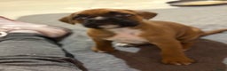 Boxer dogs for sale: Boxer puppy female - Advert 5