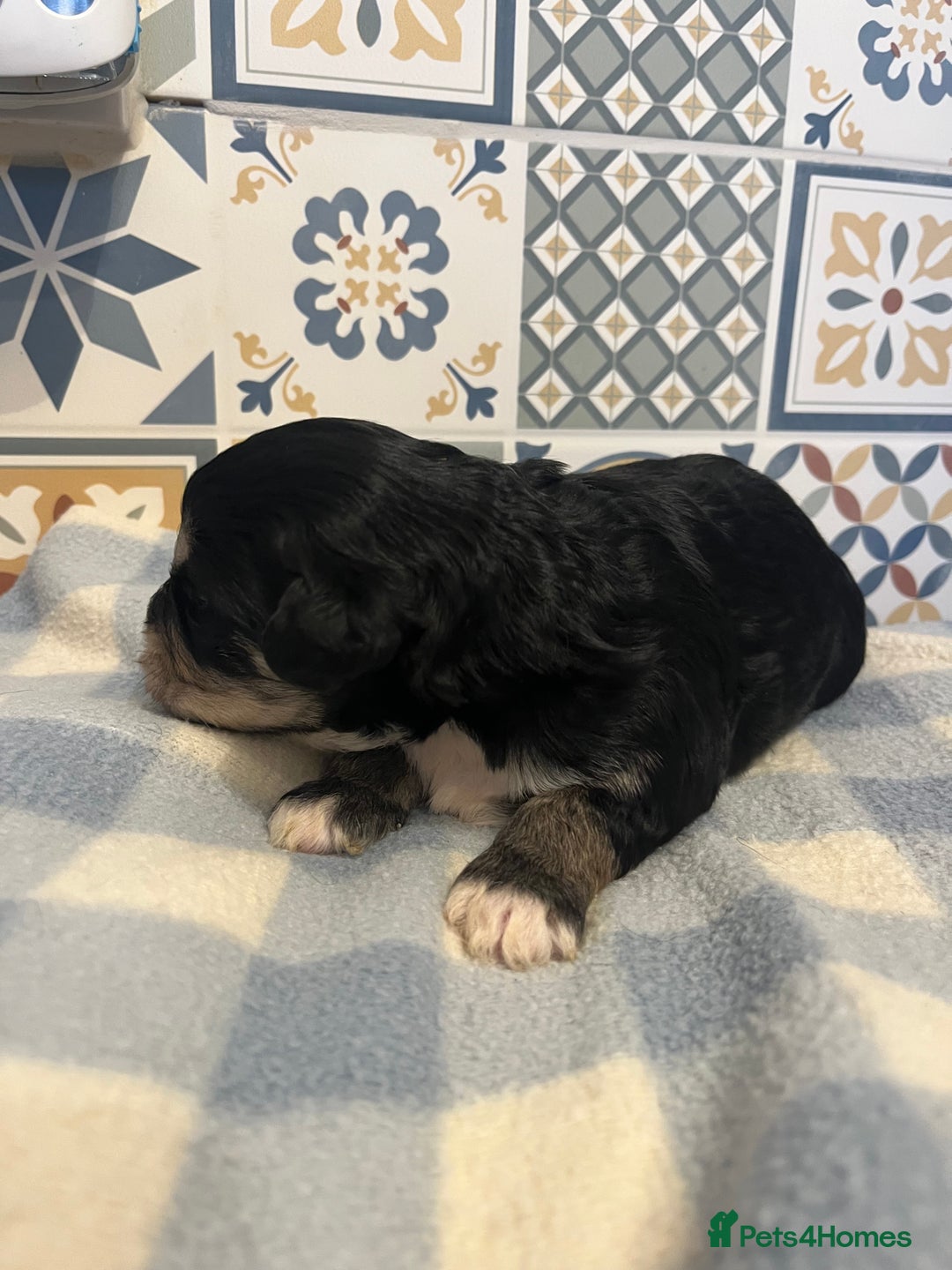 Maltipoo dogs for sale: Maltipoo puppies ready 8th January - Advert 6