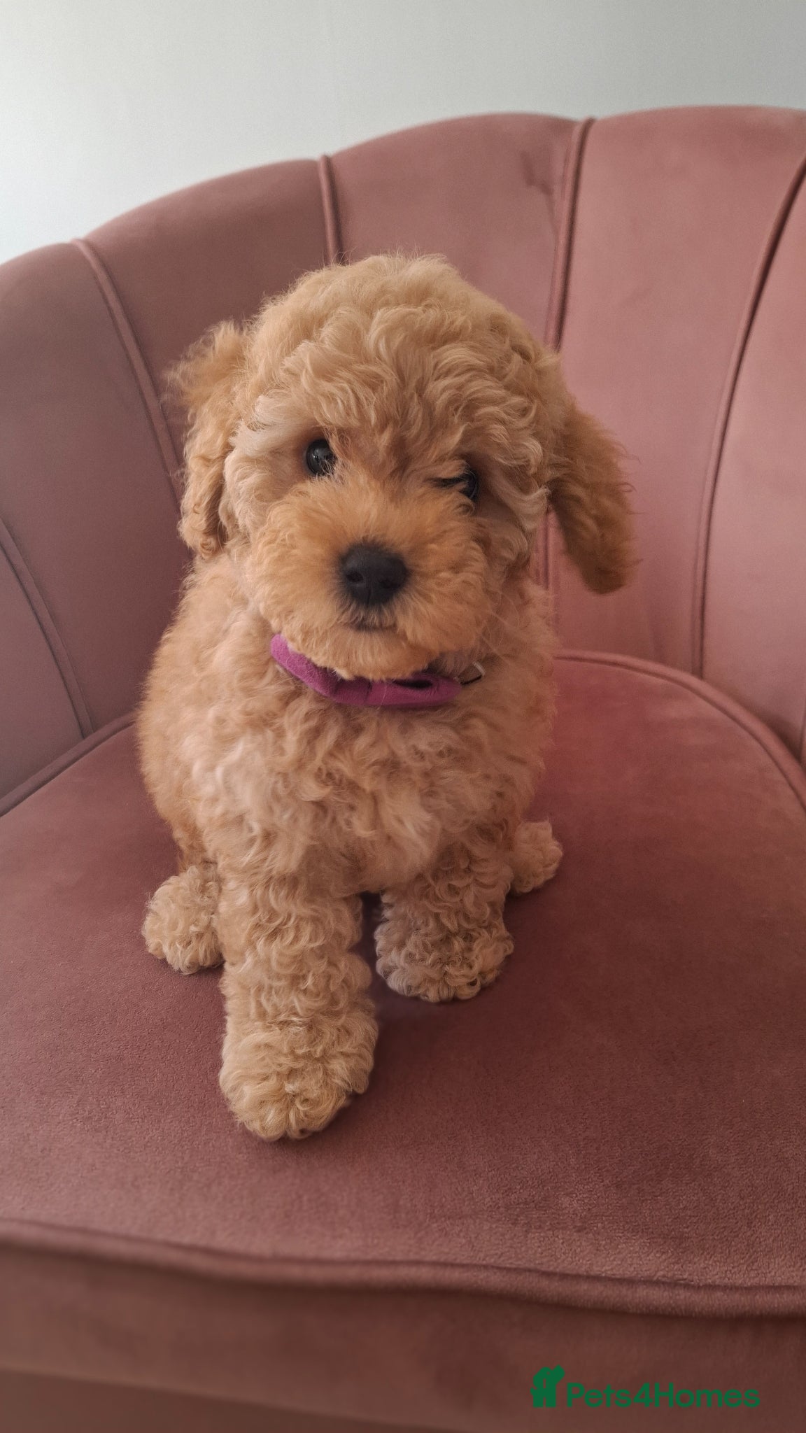 Maltipoo dogs Gorgeous apricot maltipoo ready to go - Advert 1
