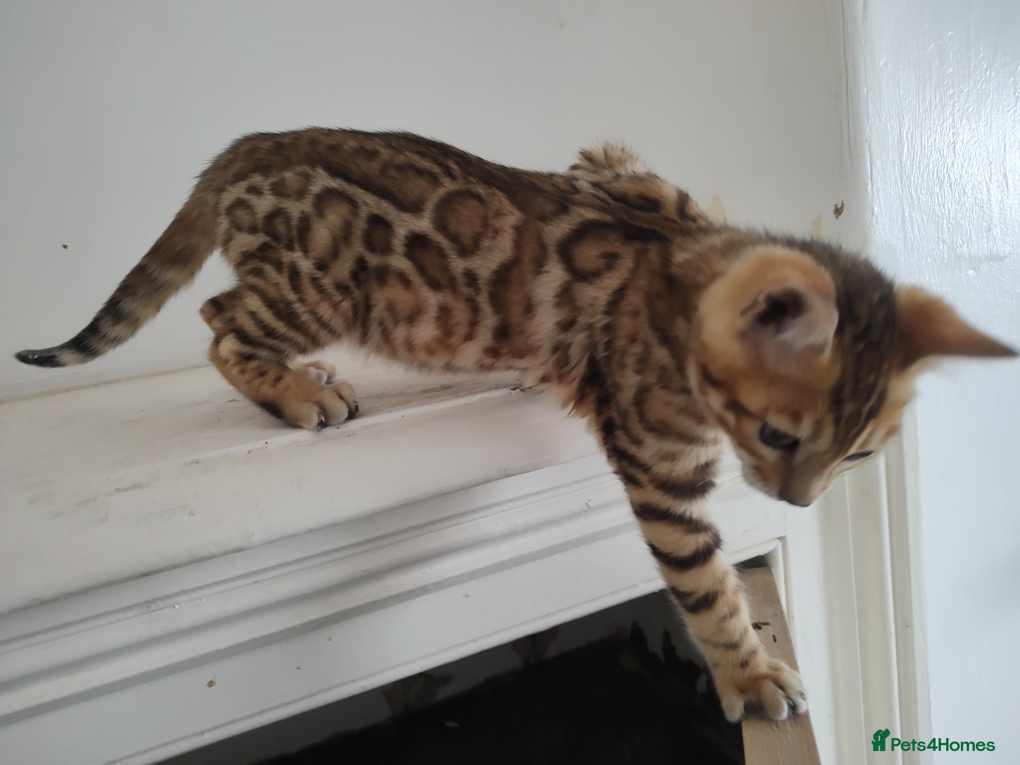 Bengal cats Bengal boy kitten - Advert 2