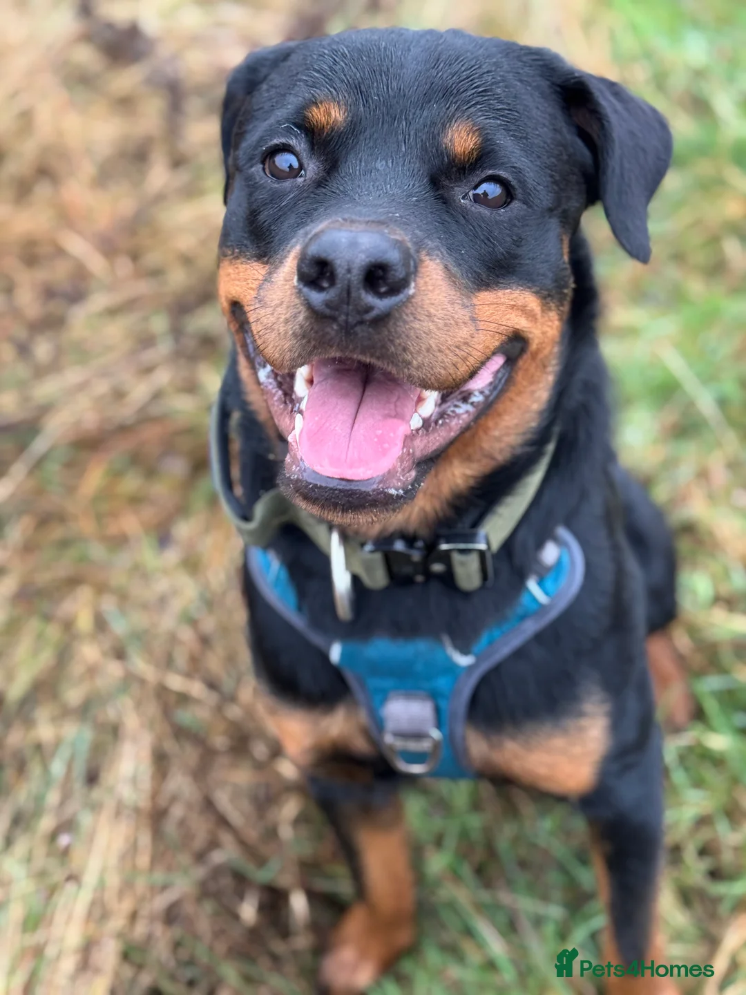 Rottweiler dogs for stud: Strong Rottweiler for Stud Available - Advert 3