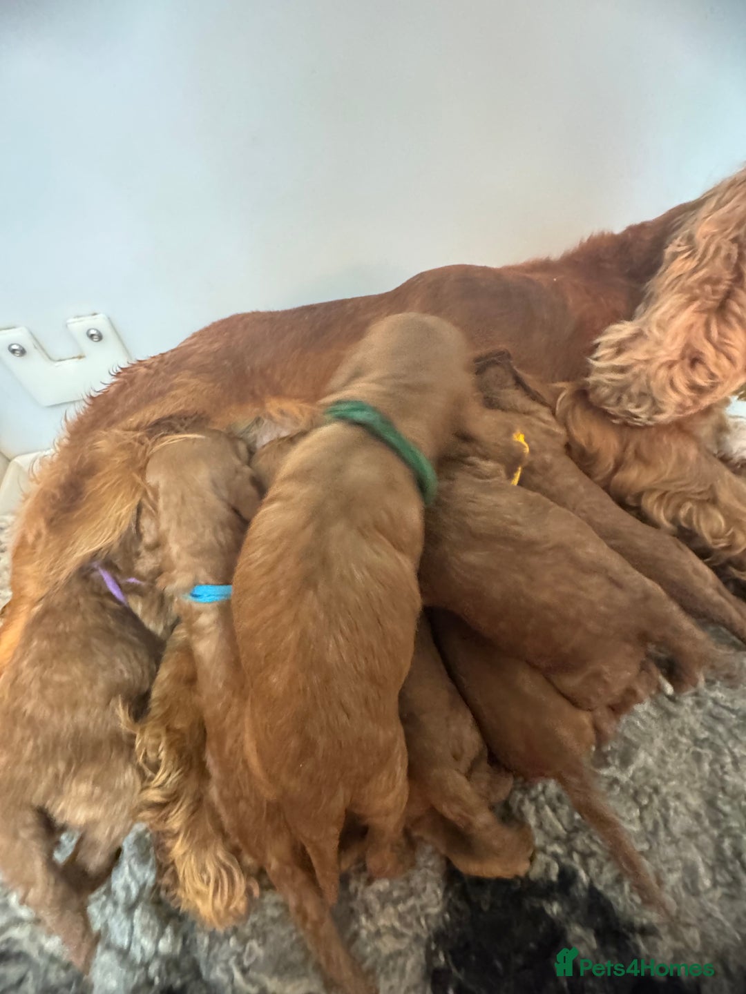 Cockapoo dogs for sale: 5⭐️ licensed. F1 health tested cockapoos RED  - Advert 4
